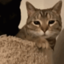 CE_Bonk emote for Discord