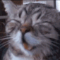 CE_hehe emote for Discord