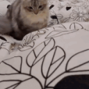 CE_Catjump emote for Discord