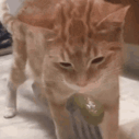 CE_CatPuking2 emote for Discord