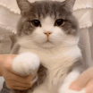 CE_Headpat emote for Discord