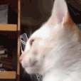 CE_Blep3 emote for Discord