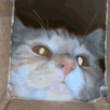CE_SniffSniff2 emote for Discord