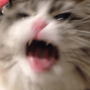 CE_CatShake3 emote for Discord