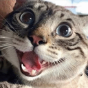 CE_CatPoggies emote for Discord