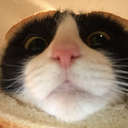 CE_BreadCatIsLooking emote for Discord