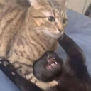 CE_CatChoke emote for Discord