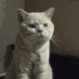 CE_CatFistbump emote for Discord