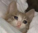 CE_SleepCat3 emote for Discord