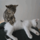 CE_CatMassage emote for Discord