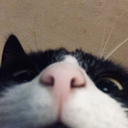 CE_lookingatu2 emote for Discord
