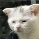 CE_AwakeButAtWhatCost emote for Discord