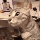 CE_CheeseSlap emote for Discord