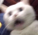 CE_shake2 emote for Discord