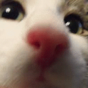 CE_Looking1 emote for Discord