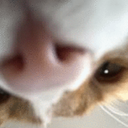 CE_UpsideDownLook emote for Discord