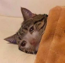 CE_SadSleep emote for Discord