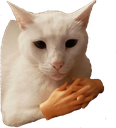 CE_CatWithHANDS emote for Discord