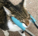 CE_Salad emote for Discord