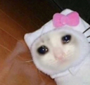 CE_sadcat8 emote for Discord
