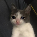CE_sadcat9 emote for Discord