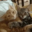 CE_CattoHugs emote for Discord