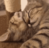 CE_CattoSnuggles emote for Discord