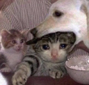 CE_DogVore emote for Discord