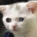 CE_SadStare emote for Discord