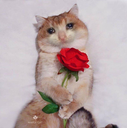 CE_sadcat6 emote for Discord
