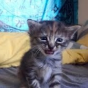 CE_SadCat1 emote for Discord