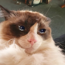 CE_SadCat4 emote for Discord