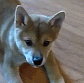 CE_DoggoBite emote for Discord