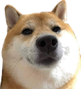 CE_DogeLook emote for Discord