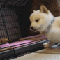 CE_DoggoBOOP emote for Discord