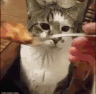 CE_CatPuking emote for Discord