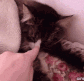 CE_SleppyCatto emote for Discord
