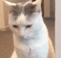 CE_Nononono emote for Discord
