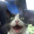 CE_PogCat emote for Discord