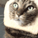 CE_CattoBread emote for Discord