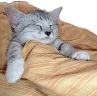 CE_Sleepcat emote for Discord