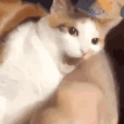 CE_CattoBite emote for Discord