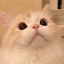 catsurprised emote for Discord