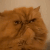 pissedcat emote for Discord
