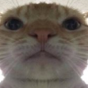 scemercat emote for Discord