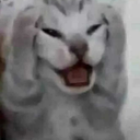 noisycat emote for Discord