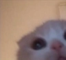 catpeek emote for Discord