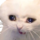 crycat emote for Discord