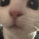 catstare emote for Discord