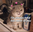 catwink emote for Discord